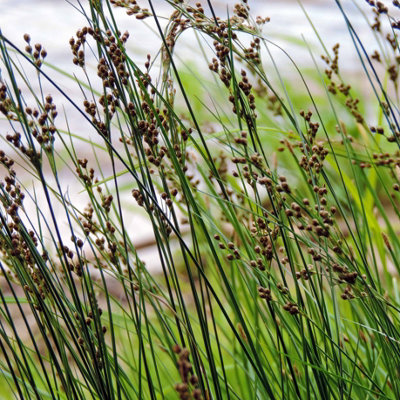 Lincolnshire Pond Plants Juncus Inflexus1Ltr PottedMarginal Aquatic Pond Plant from B&Q