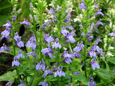 Lincolnshire Pond Plants Lobelia Siphilitica1Ltr PottedMarginal Aquatic Pond Plant from B&Q