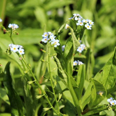 Lincolnshire Pond Plants Myosotis Scorpioides3Ltr PottedMarginal Aquatic Pond Plant from B&Q