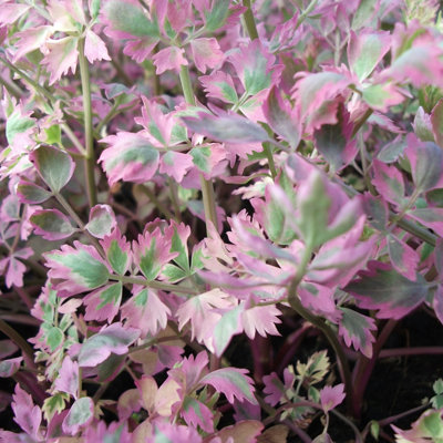 Lincolnshire Pond Plants Oenanthe Javanica 'flamingo'3Ltr PottedMarginal Aquatic Pond Plant from B&Q