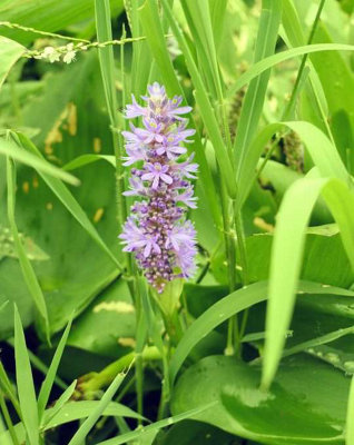 Lincolnshire Pond Plants Pontederia Cordata 'pink'1Ltr PottedMarginal Aquatic Pond Plant from B&Q