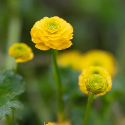 Lincolnshire Pond Plants Ranunculus Acris1Ltr PottedMarginal Aquatic Pond Plant from B&Q