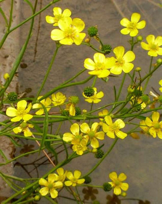 Lincolnshire Pond Plants Ranunculus Flammula1Ltr PottedMarginal Aquatic Pond Plant from B&Q
