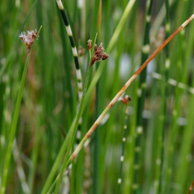 Lincolnshire Pond Plants Scirpus Tabernaemontani 'zebrinus'3Ltr PottedMarginal Aquatic Pond Plant from B&Q