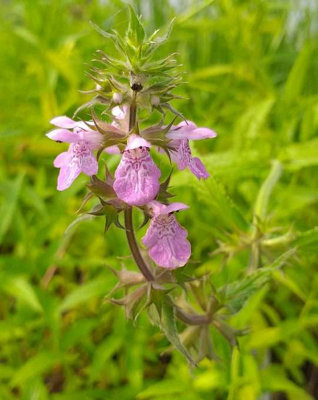 Lincolnshire Pond Plants Stachys Palustris3Ltr PottedMarginal Aquatic Pond Plant from B&Q