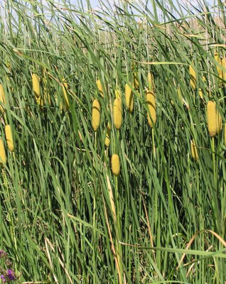 Lincolnshire Pond Plants Typha Laxmannii3Ltr PottedMarginal Aquatic Pond Plant from B&Q