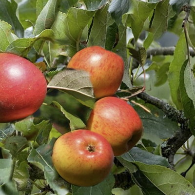 Lincolnshire Pond Plants Christmas Pippin Apple (Malus) Tree7Ltr Potted from B&Q
