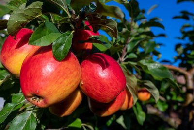 Lincolnshire Pond Plants Braeburn Apple (Malus) Tree7Ltr Potted from B&Q