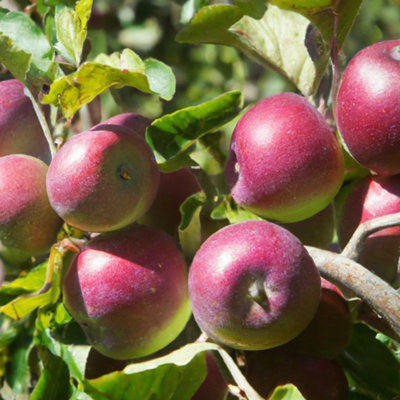 Lincolnshire Pond Plants Chivers Delight Apple (Malus) Tree7Ltr Potted from B&Q