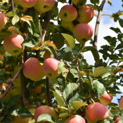 Lincolnshire Pond Plants Kidd's Orange Red Apple (Malus) Tree7Ltr Potted from B&Q