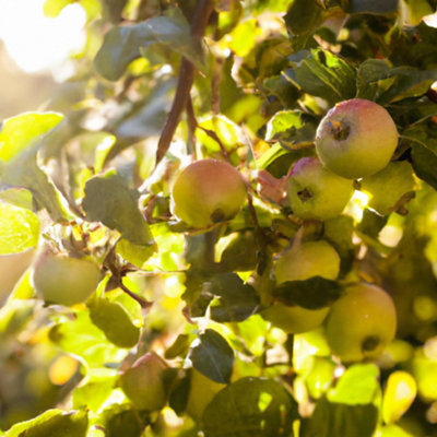 Lincolnshire Pond Plants Sunset Apple (Malus) Tree7Ltr Potted from B&Q