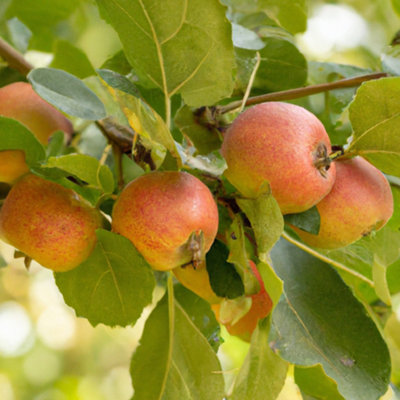 Lincolnshire Pond Plants Tydeman's Late Orange Apple (Malus) Tree7Ltr Potted from B&Q