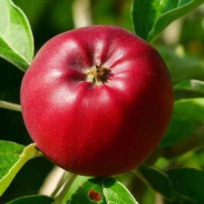 Lincolnshire Pond Plants Eden Apple (Malus) Tree12Ltr Potted from B&Q
