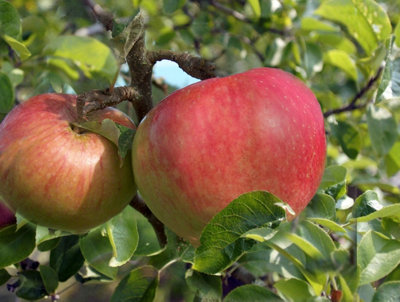 Lincolnshire Pond Plants Bountiful Apple (Malus) Tree7Ltr Potted from B&Q