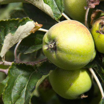 Lincolnshire Pond Plants Bramley 20 Apple (Malus) Tree12Ltr Potted from B&Q