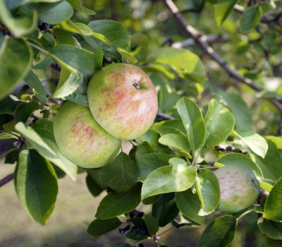Lincolnshire Pond Plants Howgate Wonder Apple (Malus) Tree7Ltr Potted from B&Q