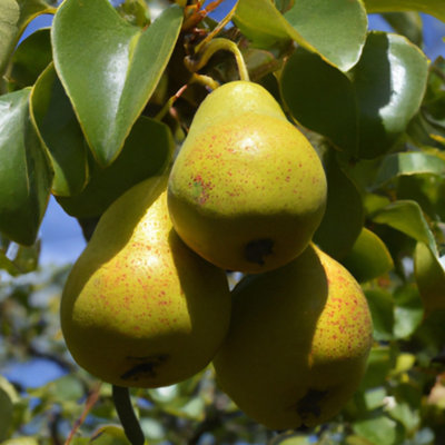 Lincolnshire Pond Plants Beurre Hardy Pear (Pyrus) Tree12Ltr Potted from B&Q