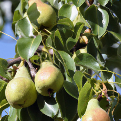 Lincolnshire Pond Plants Beth Pear (Pyrus) Tree7Ltr Potted from B&Q