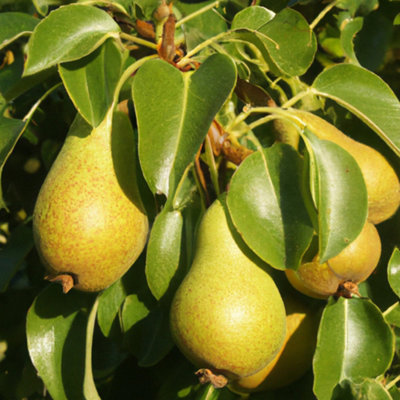 Lincolnshire Pond Plants Concorde Pear (Pyrus) Tree7Ltr Potted from B&Q