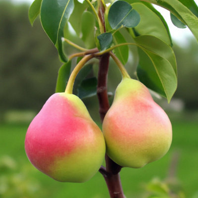 Lincolnshire Pond Plants Glou Morceau Pear (Pyrus) Tree7Ltr Potted from B&Q