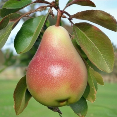 Lincolnshire Pond Plants Invincible Delwinor Fertilia Pear (Pyrus) Tree7Ltr Potted from B&Q