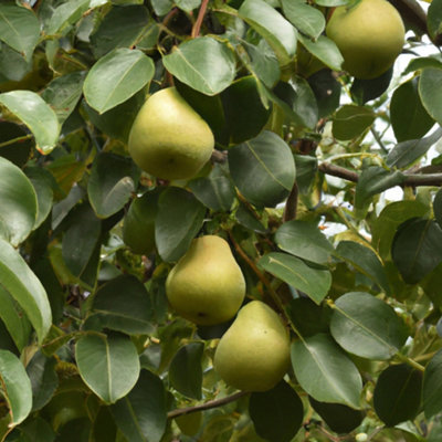 Lincolnshire Pond Plants Moonglow Pear (Pyrus) Tree7Ltr Potted from B&Q