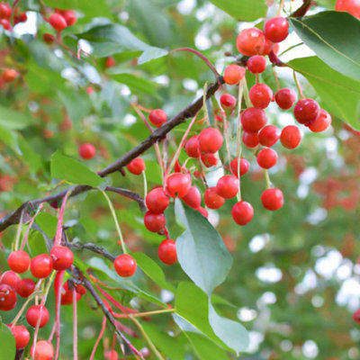 Lincolnshire Pond Plants Jelly King Crab Apple (Malus) Tree7Ltr Potted from B&Q