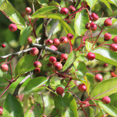 Lincolnshire Pond Plants John Downie Crab Apple (Malus) Tree7Ltr Potted from B&Q