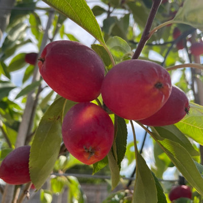 Lincolnshire Pond Plants Pink Glow Crab Apple (Malus) Tree7Ltr Potted from B&Q