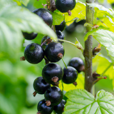 Lincolnshire Pond Plants Ben Hope Blackcurrant (Ribes Nigrum) Plant5Ltr Potted from B&Q