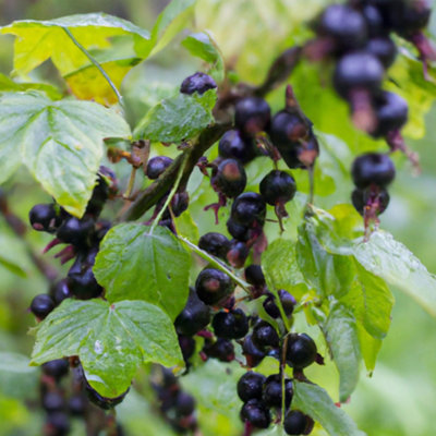 Lincolnshire Pond Plants Ben Sarek Blackcurrant (Ribes Nigrum) Plant1Ltr Potted from B&Q