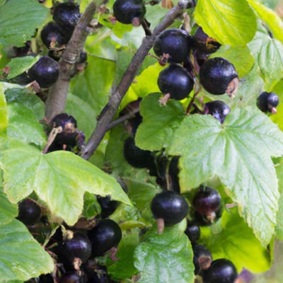 Lincolnshire Pond Plants Ben Sarek Blackcurrant (Ribes Nigrum) Plant5Ltr Potted from B&Q