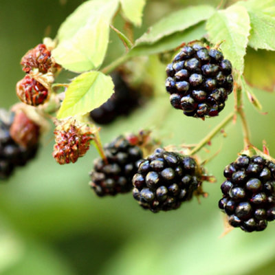 Lincolnshire Pond Plants Silvan Blackberry (Rubus Fruticosus) Tree3Ltr Potted from B&Q