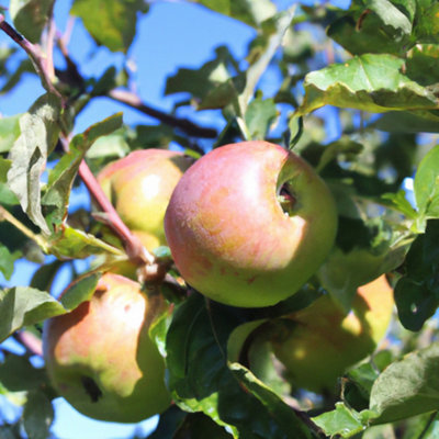 Lincolnshire Pond Plants Blenheim Orange Apple (Malus) Tree7Ltr Potted from B&Q