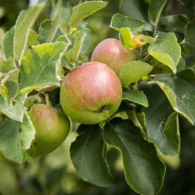 Lincolnshire Pond Plants James Grieve Apple (Malus) Tree12Ltr Potted from B&Q