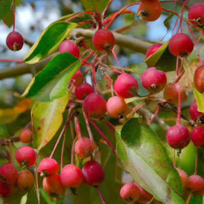 Lincolnshire Pond Plants Red Sentinel Crab Apple (Malus) Tree12Ltr Potted from B&Q