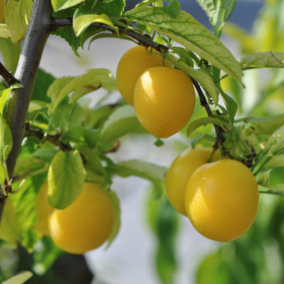 Lincolnshire Pond Plants Golden Sphere Cherry Plum (Prunus Domestica) Tree7Ltr Potted from B&Q