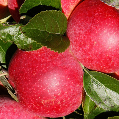 Lincolnshire Pond Plants Queen Of The Realm Apple (Malus) Tree7Ltr Potted from B&Q