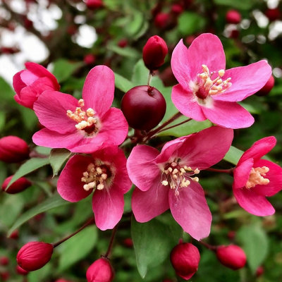 Lincolnshire Pond Plants Royalty Maiden Crab Apple (Malus) Tree7Ltr Potted from B&Q