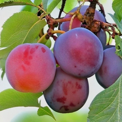 Lincolnshire Pond Plants Gypsy Cherry Plum (Prunus Domestica) Tree7Ltr Potted from B&Q