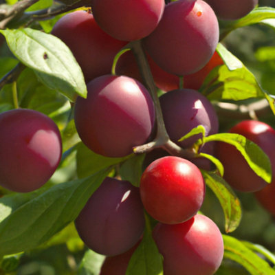 Lincolnshire Pond Plants Ruby Cherry Plum (Prunus Domestica) Tree12Ltr Potted from B&Q