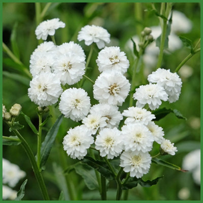 Lincolnshire Pond Plants Achillea Ptarmica 'the Pearl'9Cm BarerootMarginal Aquatic Pond Plant from B&Q