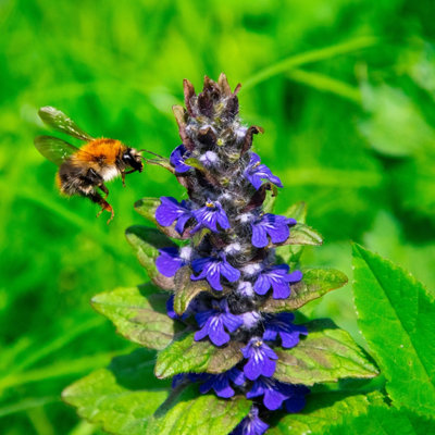 Lincolnshire Pond Plants Ajuga Reptans 'common'1Ltr PottedMarginal Aquatic Pond Plant from B&Q