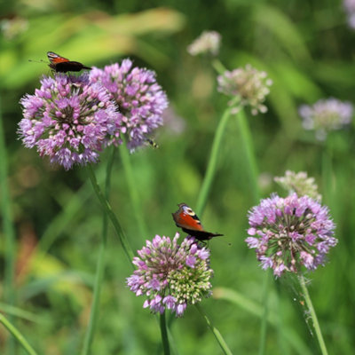 Lincolnshire Pond Plants Allium Angulosum1Ltr BarerootMarginal Aquatic Pond Plant from B&Q