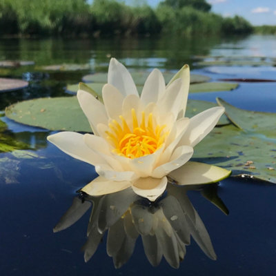 Lincolnshire Pond Plants Pygmaea Helvola Water LilyKitMarginal Aquatic Pond Plant from B&Q