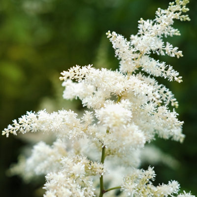 Lincolnshire Pond Plants Astilbe 'avalanche'3Ltr PottedMarginal Aquatic Pond Plant from B&Q