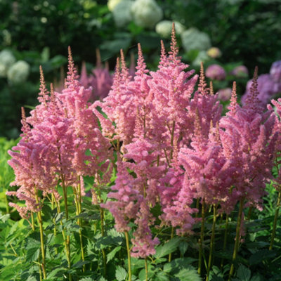 Lincolnshire Pond Plants Astilbe Lilac 'purpurlanze'1Ltr BarerootMarginal Aquatic Pond Plant from B&Q