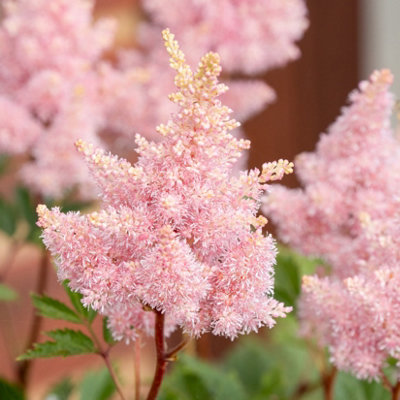 Lincolnshire Pond Plants Astilbe Salmon Pink 'strassenfeder'3Ltr PottedMarginal Aquatic Pond Plant from B&Q
