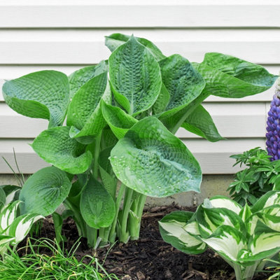 Lincolnshire Pond Plants Hosta Abiqua 'drinking Gourd'3Ltr BarerootMarginal Aquatic Pond Plant from B&Q