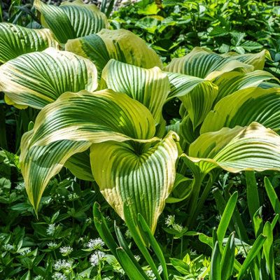 Lincolnshire Pond Plants Hosta 'dragonfly'3Ltr BarerootMarginal Aquatic Pond Plant from B&Q